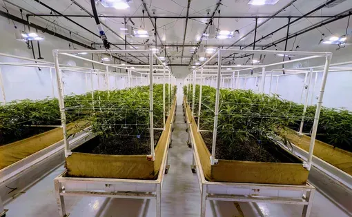 The plants are moved to soil at 2 weeks, and then again into their permanent, specially prepared soil beds at 8 weeks. Shown here, the plants have just begun to flower.