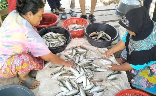 Villagers sort through the day’s catch of Thai mackerel—once larger and more plentiful, now noticeably smaller with each passing year (left). Artists invited locals to share their thoughts on the marine ecosystem, turning blank canvases into community stories for the exhibition (right). Images by Jon Tangpaiboon, Songkla, Thailand, 2024.