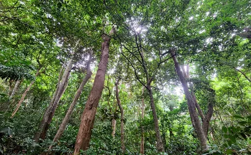 Rainforest