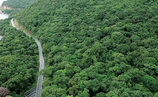 Road through forest
