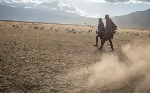 Two Maasai herders walk among their livestock in a valley in the Lake Natron area, in northern Tanzania