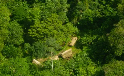 aerial image of forest