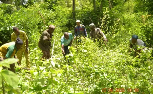 People walking in a wooded area