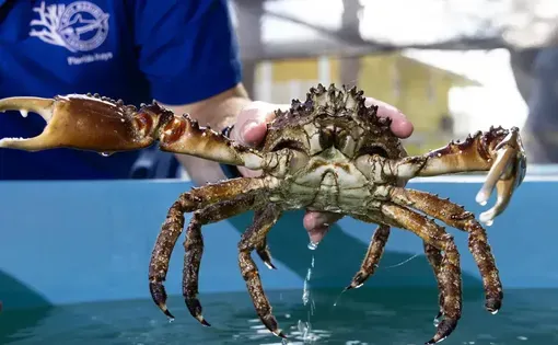 Jason Spadaro, a marine ecologist at the Mote Marine Laboratory and Aquarium, holds a large Caribbean king crab. Image by Jennifer Adler. United States, 2023.