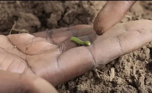 la chenille légionnaire entre les mains d’un agronome