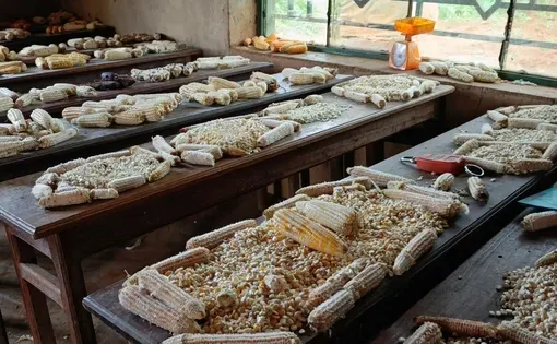Corn on a table