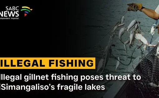 Illegal fishing