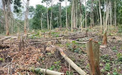 Image of cut down trees