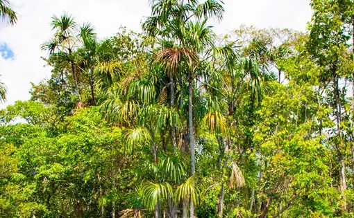 Amazon rainforest