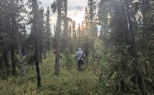a person walks in the forest at sunset