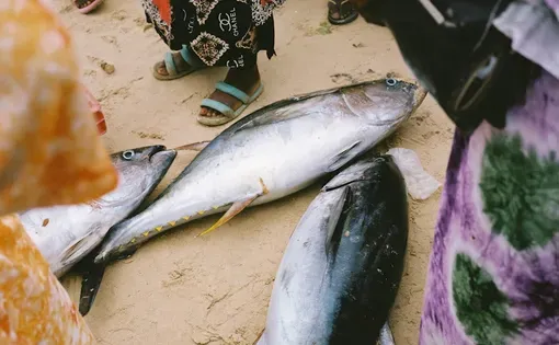 Freshly caught tuna at the beach in Kayar, Senegal. The women wait at the beach for freshly caught fish to clean and sel
