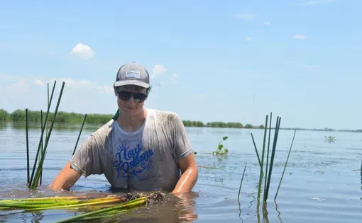 Arlo Townsley with the Central Wetlands Reforestation Collective plants bullrushes in the Bayou Bienvenue swamp.