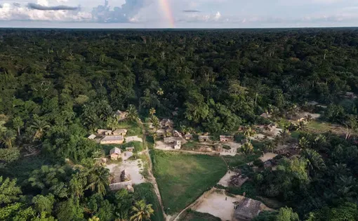 A forest in Africa