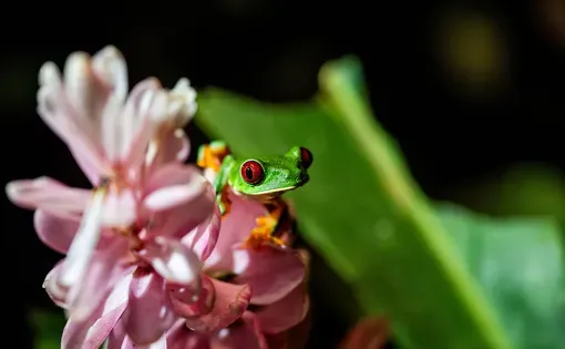 Frog sitting on a flower