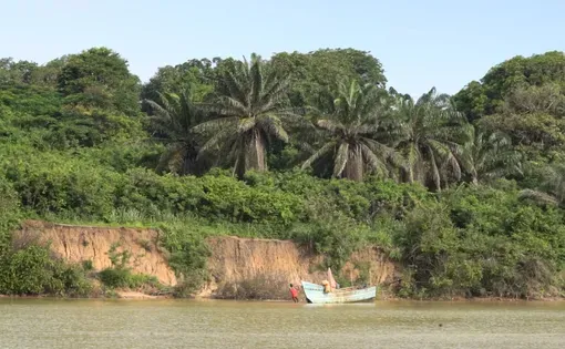 Mangroves in Congo