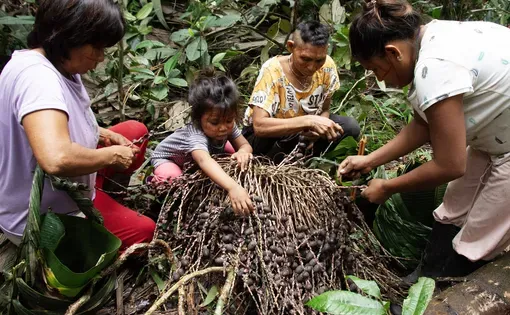 People in the rainforest