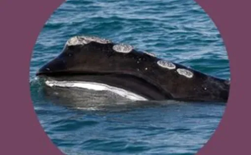 a whale in the ocean