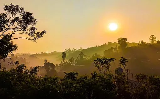 Congo forest