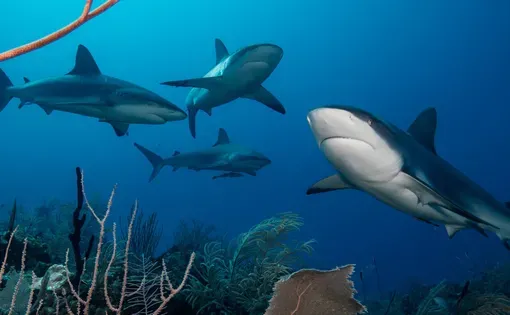 Sharks in the coral reefs of Jardines de la Reina, Cuba. Image by Philip Hamilton/Ocean Image Bank.