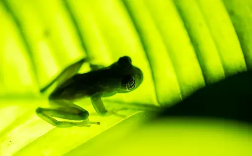 Frog resting on a leaf