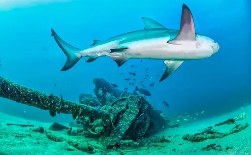 A shark swims over the underwater camera before a shipwreck overgrown with algae, reef and tropical fish