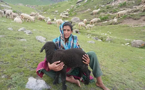 Samina Chaudhary picks up a baby sheep after he fell down from a slope in Peer Ki Gali, Kashmir, on June 25.