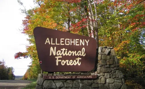Allegheny forest thumbnail