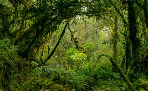 Amazon rainforest