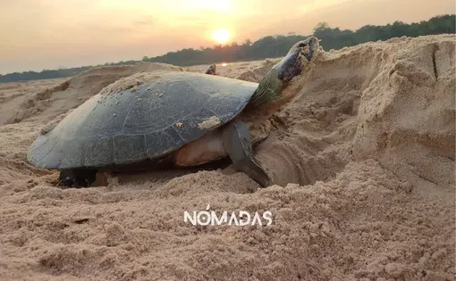 La tataruga excava un nido que puede alcanzar hasta 80 centímetros de profundidad en las playas del río Mamoré. En este refugio, deja sus huevos esféricos y blancos (entre 26 y 180), un proceso esencial para la Amazonía que es brutalmente interrumpido por el tráfico ilegal.