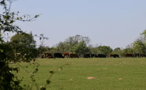 Cows graze in a verdant field