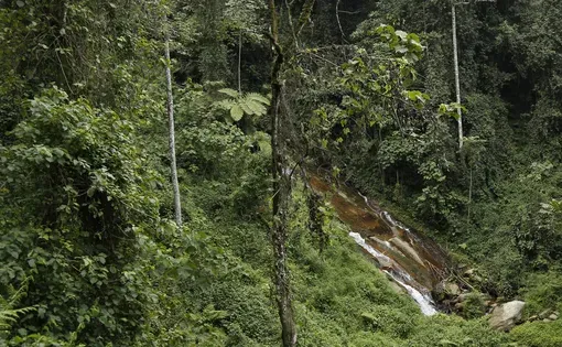 Kibira thumbnail