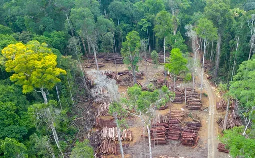 Amazon rainforest