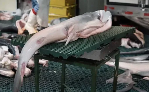 Shark meat thumbnail
