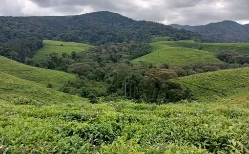 tea story thumbnail