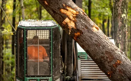 Trump logging thumbnail