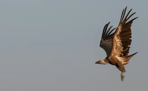 Image by Saumya Khandelwal