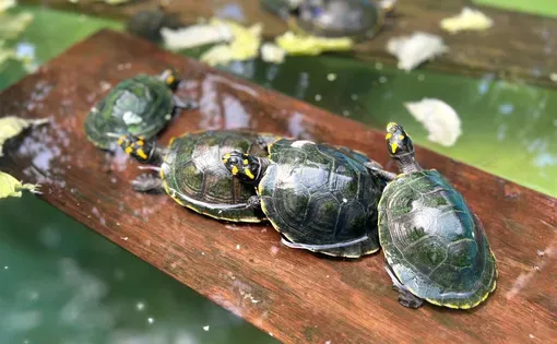 Turtles on a piece of wood