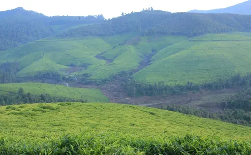 A grassy field