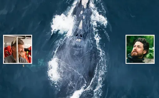 Whale surfacing