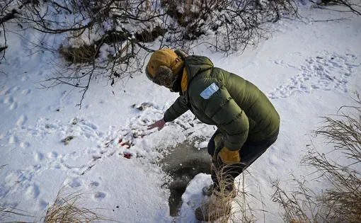 Biologist Tom Gable examines a site where wolves killed a deer along Highway 53 in Orr, Minnesota, in early December.