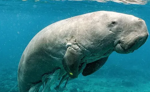 Dugong thumbnail