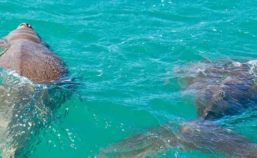 Dugongs thumbnail