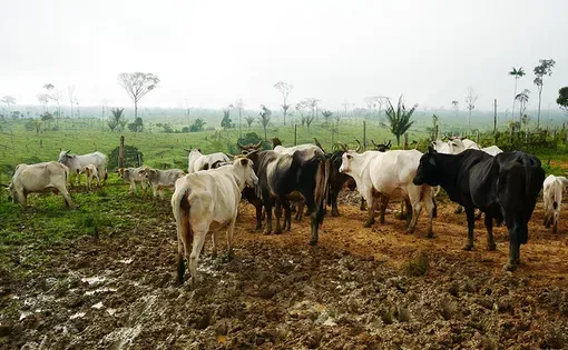 livestock