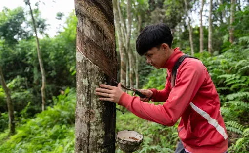 A farmer taps rubber trees in northern Laos in the early morning. Image by Thanh Hue.