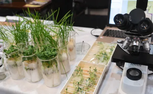 Wheat and beans growing in a laboratory