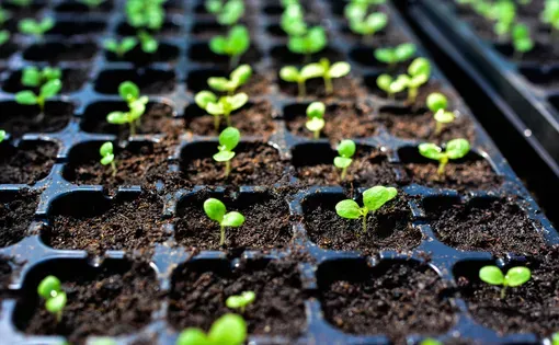 Close-up of green seedling