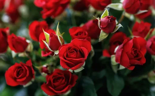 red roses