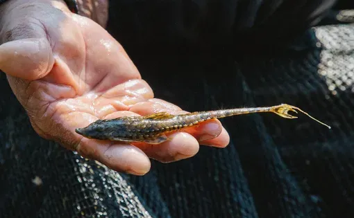 Current fish thumbnail