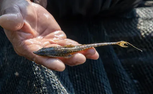 Fish thumbnail