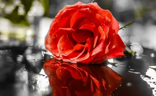 Roses thumbnail